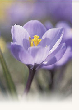 Ridgeview Gardens Homeowners Association