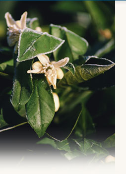 Ridgeview Gardens Homeowners Association