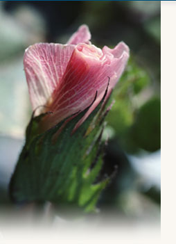 Ridgeview Gardens Homeowners Association