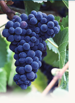 Ridgeview Gardens Homeowners Association